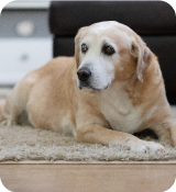 A dog lying on a rug.