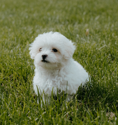 A small white dog in a grassy area.