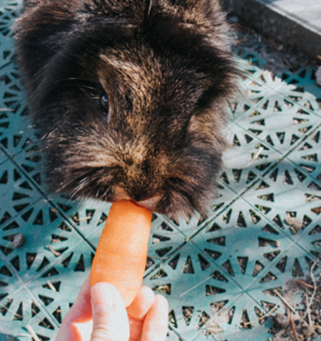 A rabbit eating a carrot.